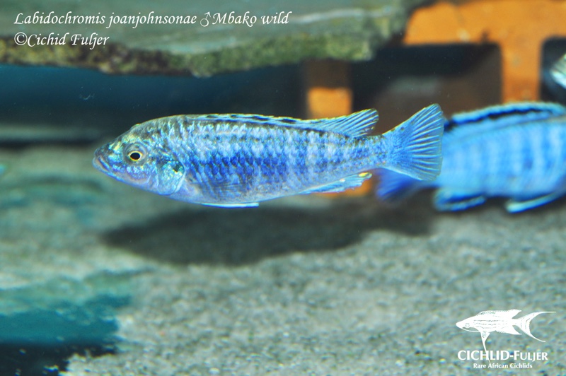 Labidochromis joanjohnsonae 'Mbako Bay'